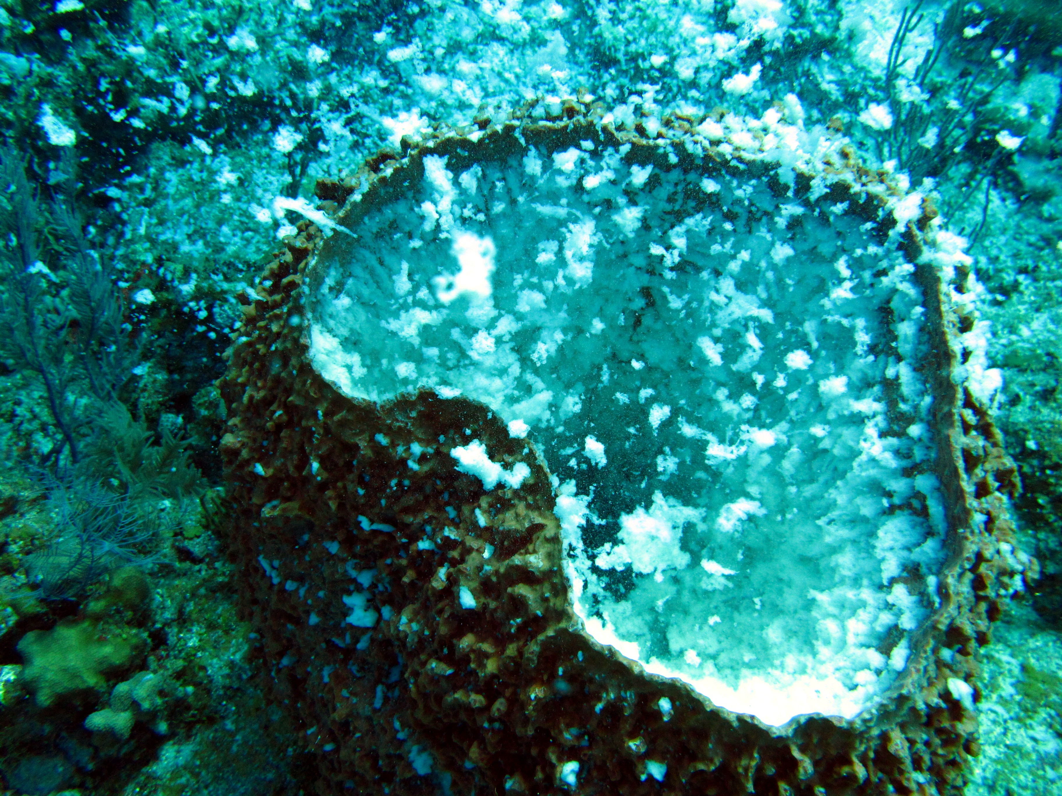 cayman 2011-6