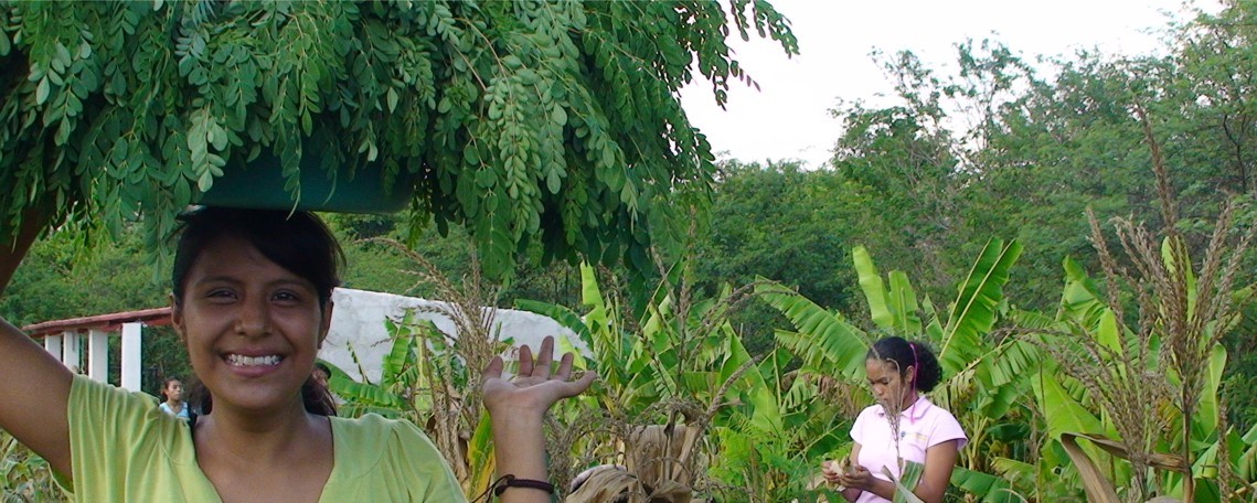 moringa harvest 2