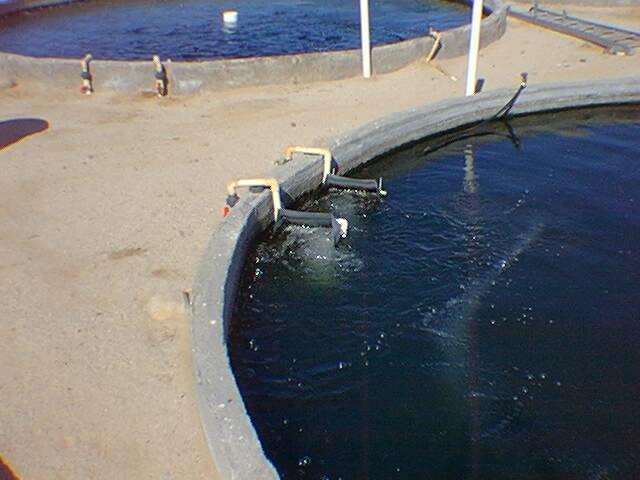 tilapia 3